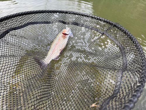 ニジマスの釣果