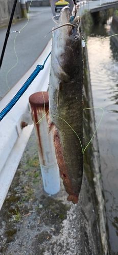 ニホンナマズの釣果