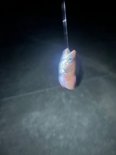 ドンコの釣果