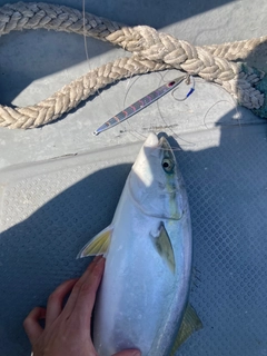 ワラサの釣果