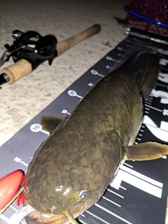 ナマズの釣果