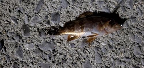 アカメバルの釣果