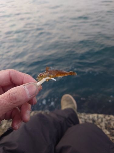 ハゼの釣果