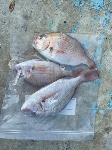 マダイの釣果