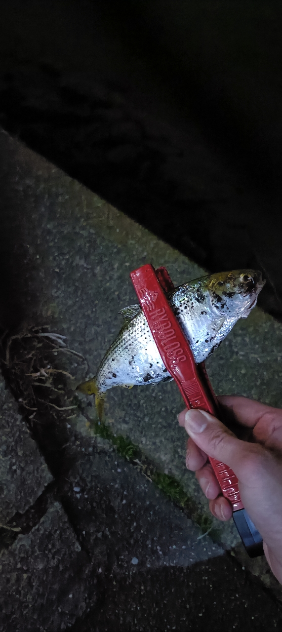 DAIWA 22ルアーニスト モバイル 96M-4の最安値・インプレ・釣果