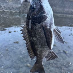 チヌ