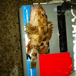 カサゴ