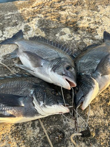 チヌの釣果