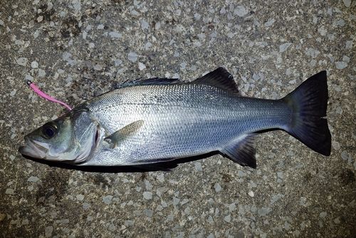 セイゴ（ヒラスズキ）の釣果
