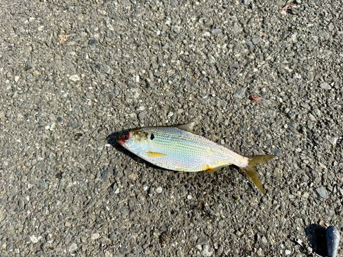 コノシロの釣果