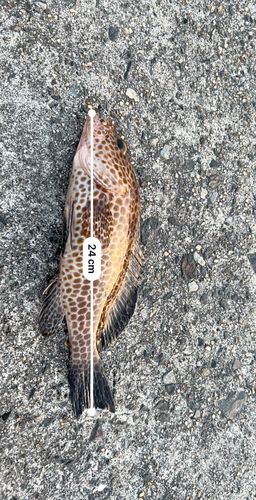 オオモンハタの釣果