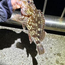 カサゴ