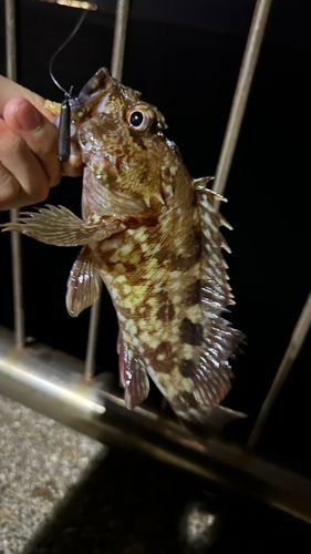 カサゴの釣果