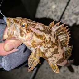 タケノコメバル