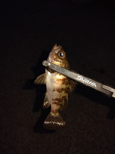メバルの釣果