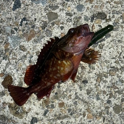カサゴの釣果