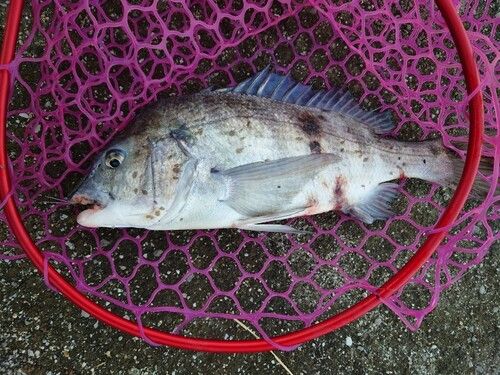 チヌの釣果