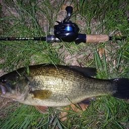 ラージマウスバス