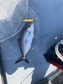 カンパチの釣果