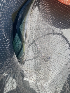 ワラサの釣果