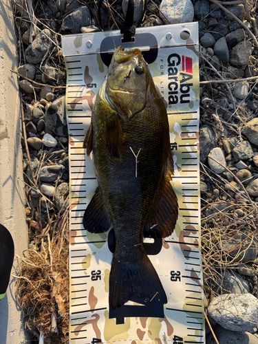 スモールマウスバスの釣果