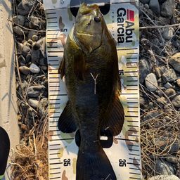 スモールマウスバス