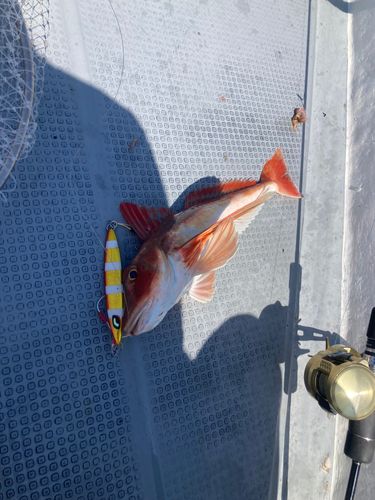 ホウボウの釣果