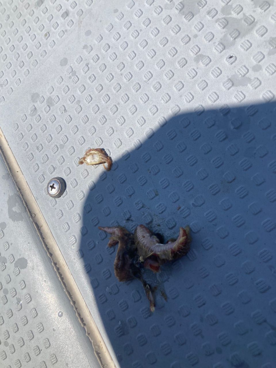 Mackey-jiggingさんの釣果 2枚目の画像