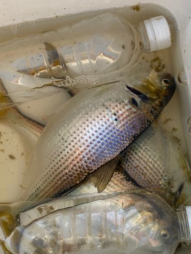 コノシロの釣果