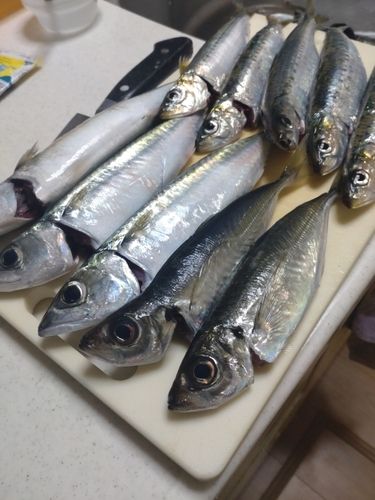 マイワシの釣果