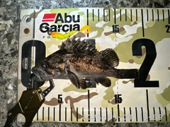 クロソイの釣果