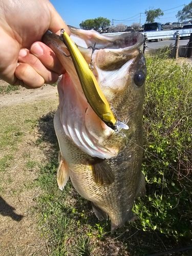 ラージマウスバスの釣果