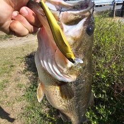 ラージマウスバス