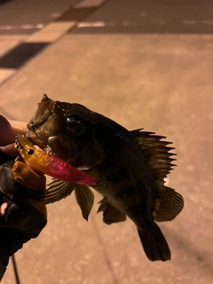 シロメバルの釣果