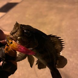 シロメバル