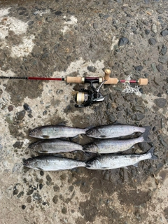ヤマメの釣果