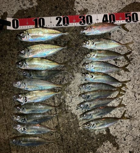 マアジの釣果