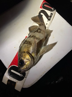 シロメバルの釣果