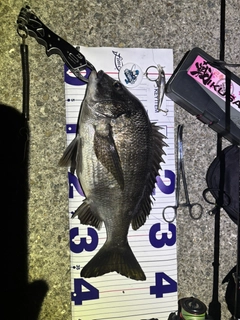 チヌの釣果