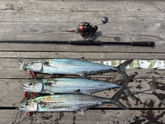 サゴシの釣果
