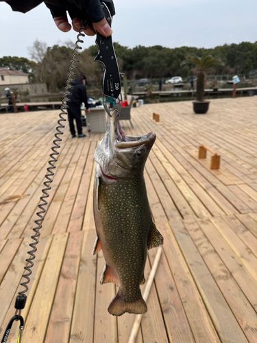 オショロコマの釣果