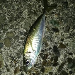 アジ