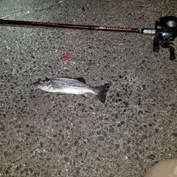 セイゴ（ヒラスズキ）