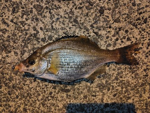 ウミタナゴの釣果