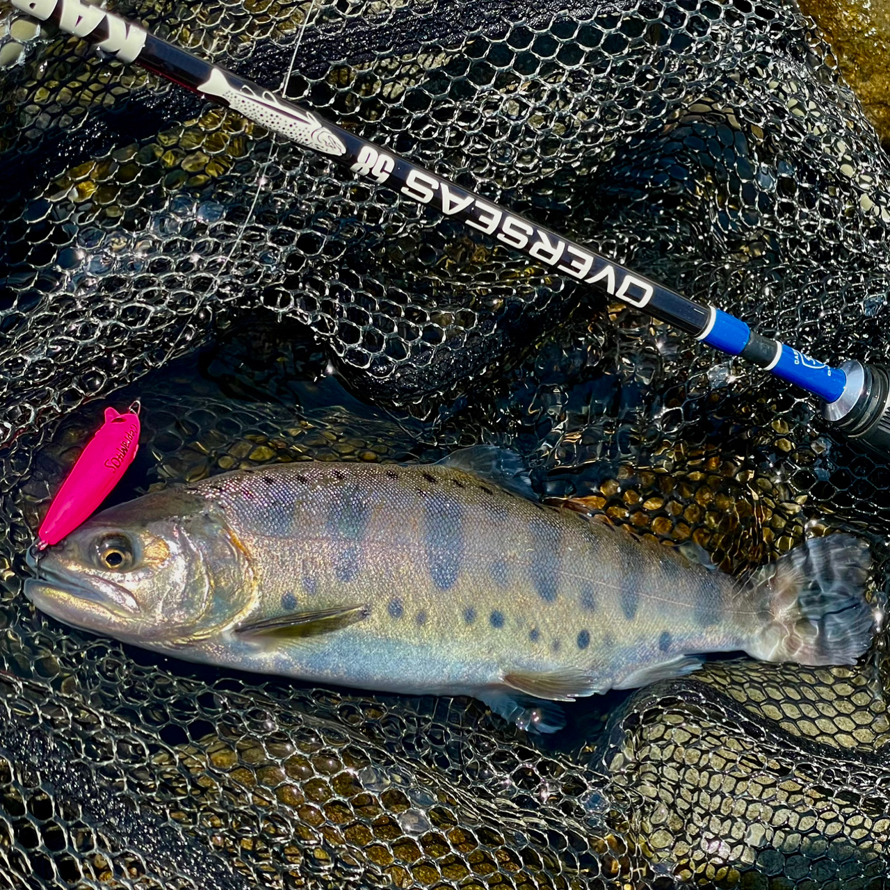 DAIWA 21カルディア FC LT2000S-Hの最安値・インプレ・釣果