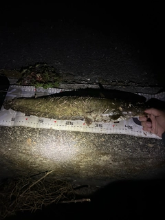 マナマズの釣果