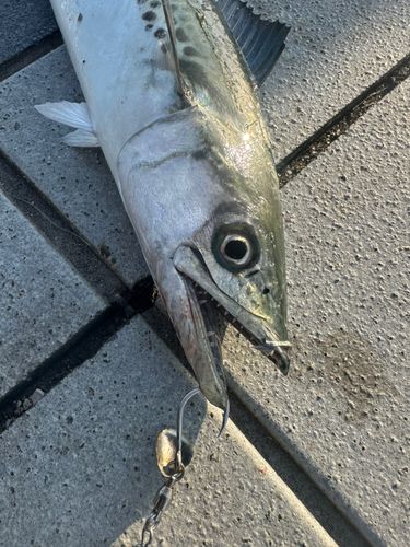 サゴシの釣果