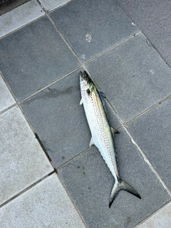 サゴシの釣果