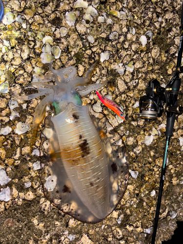 アオリイカの釣果