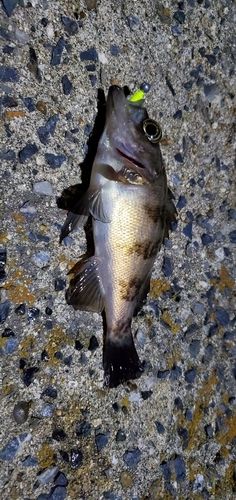 アカメバルの釣果